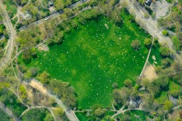 Central Park's Sheep Meadow filled with Sunbathers on the Beautiful Spring Day